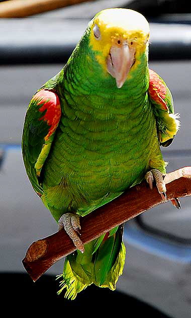 Trained Parrots on Hollywood Boulevard - in front of the Kodak Theater