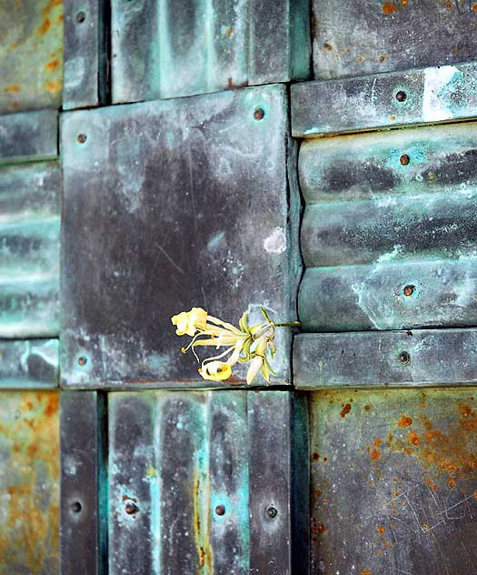 Flower on brass door, Griffith Park Observatory 