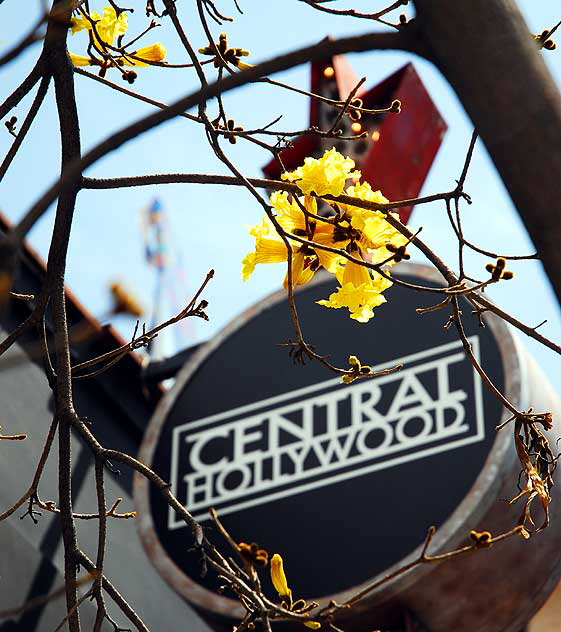 Yellow Blooms on Tree, Central Hollywood