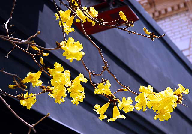 Yellow Blooms on Tree, Central Hollywood