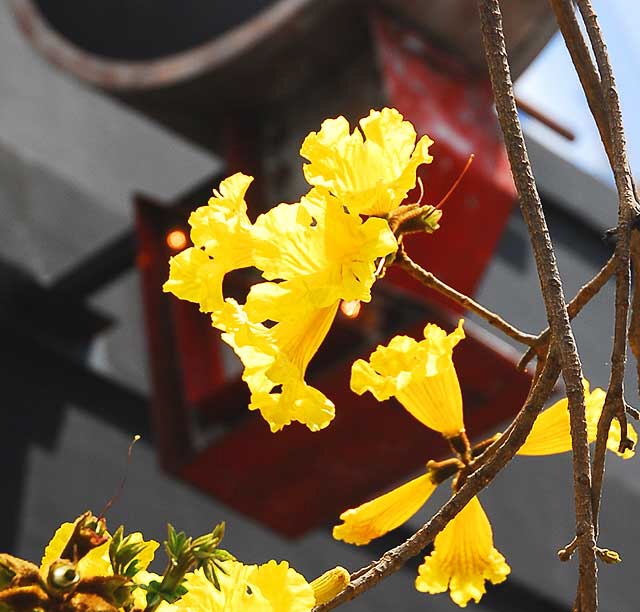 Yellow Blooms on Tree, Central Hollywood