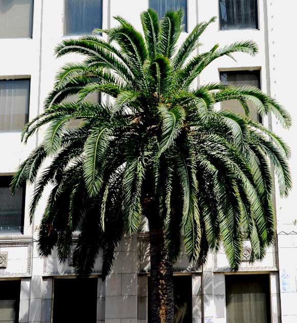Hollywood Palm