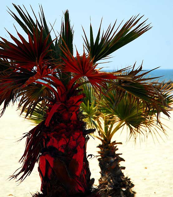 Red spray paint on scrub palm, Venice Beach