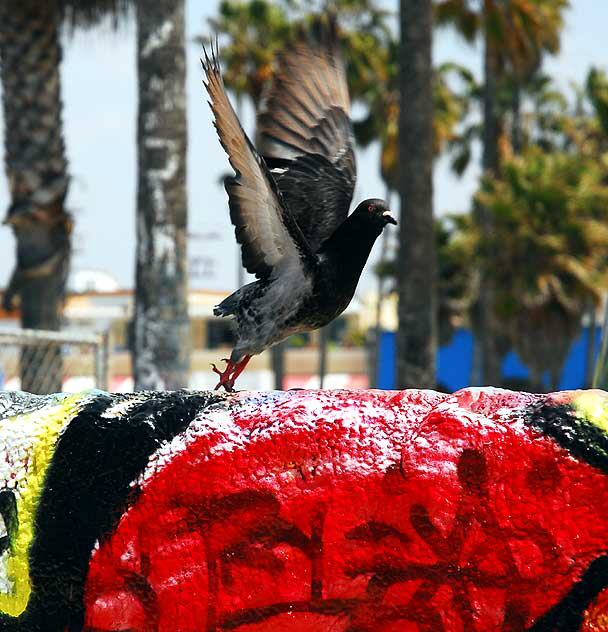 Graffiti wall, Venice Beach, with pigeon taking flight 
