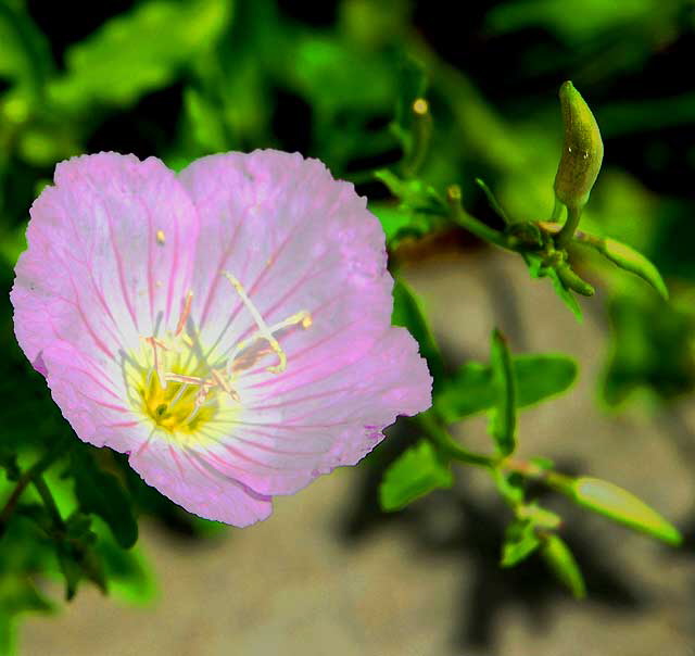 Photoshop equalization of standard botanical shot 