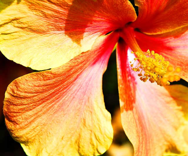 Hibiscus Geometry 