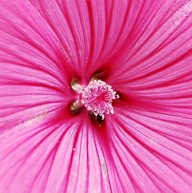 Pink Geometry 