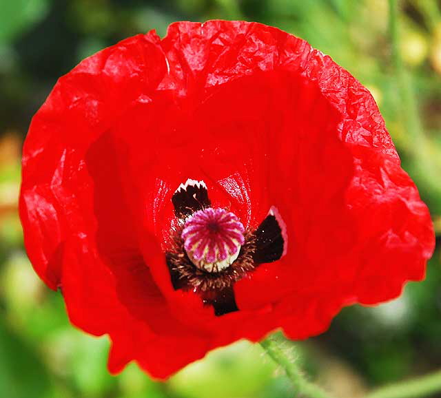 Very Red