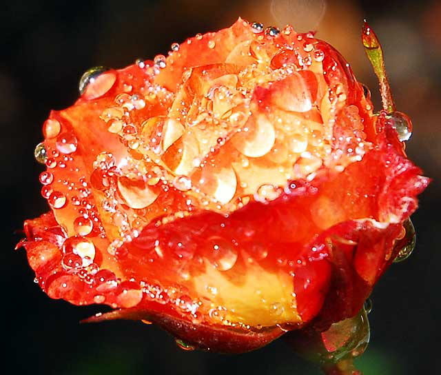 Wet Rose