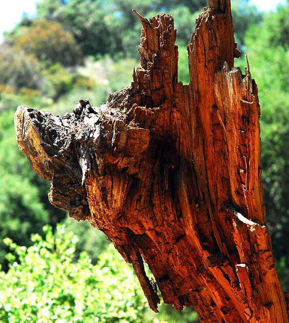Damaged red pine, Franklin Canyon Park