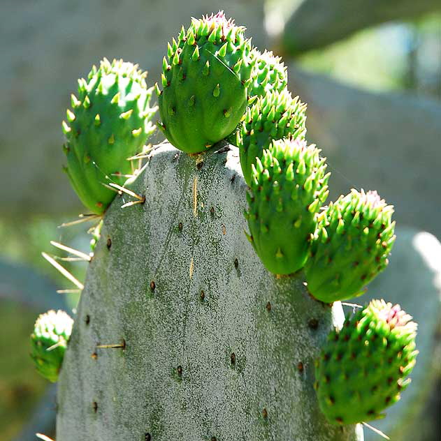 Cactus 