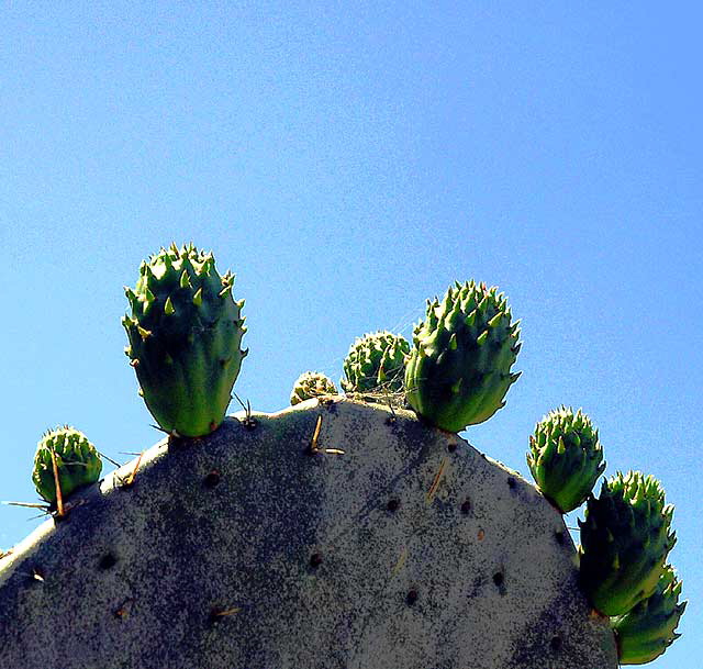 Cactus 