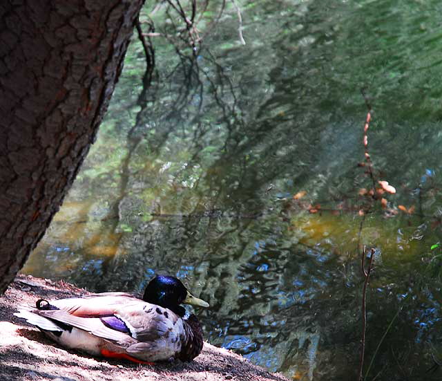 Duck, Heavenly Pond, Franklin Canyon Park