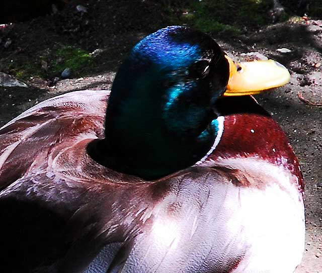 Duck, Heavenly Pond, Franklin Canyon Park