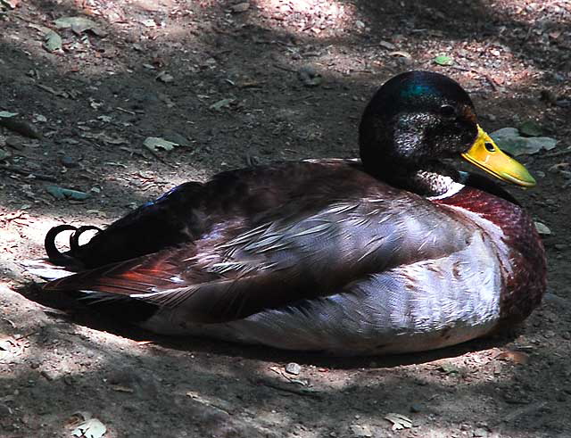 Duck, Heavenly Pond, Franklin Canyon Park