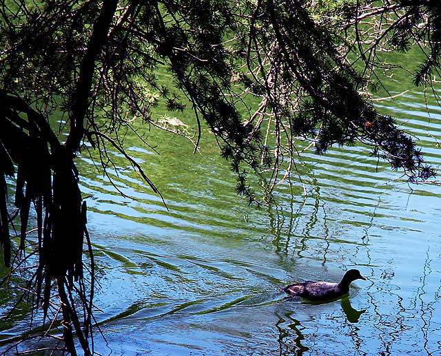 Duck, Heavenly Pond, Franklin Canyon Park