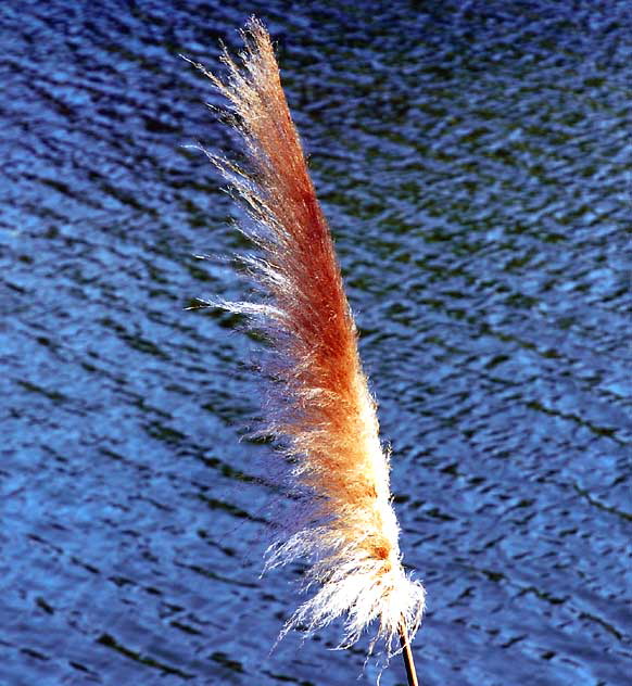 Pampas Grass plume, Franklin Canyon Park Lake Pampas Grass plume, Franklin Canyon Park Lake