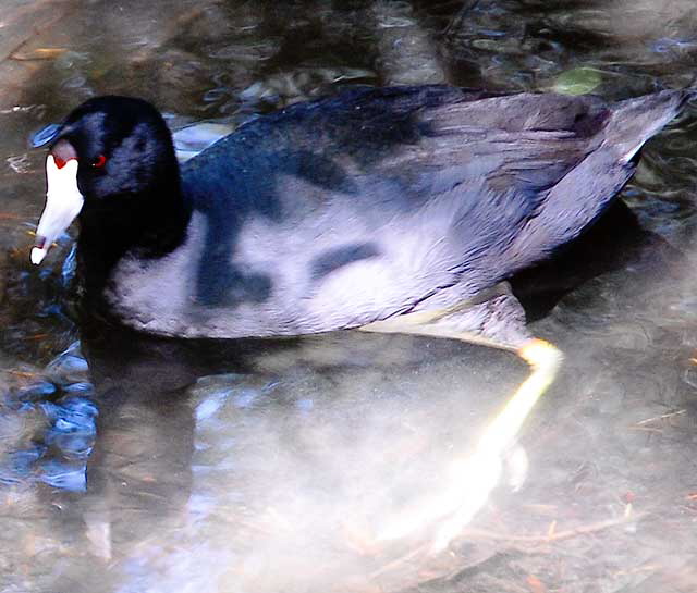 American Coot 