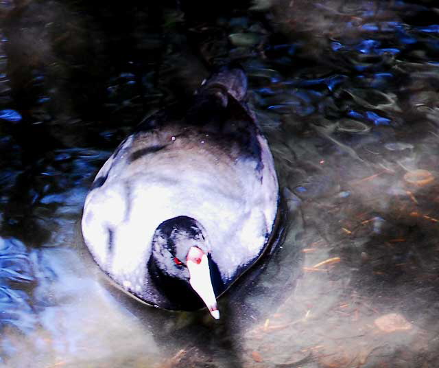 American Coot 