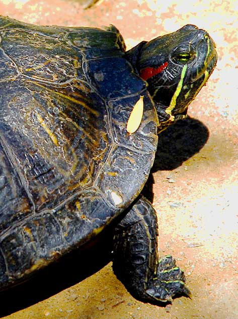 Turtle, Heavenly Pond, Franklin Canyon Park