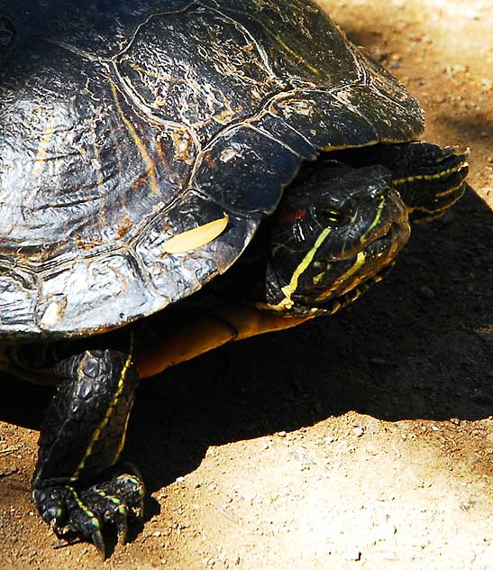 Turtle, Heavenly Pond, Franklin Canyon Park