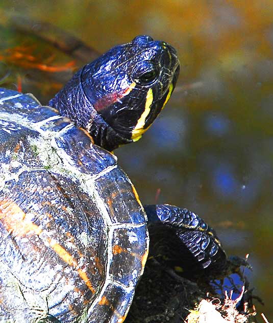 Turtle, Heavenly Pond, Franklin Canyon Park