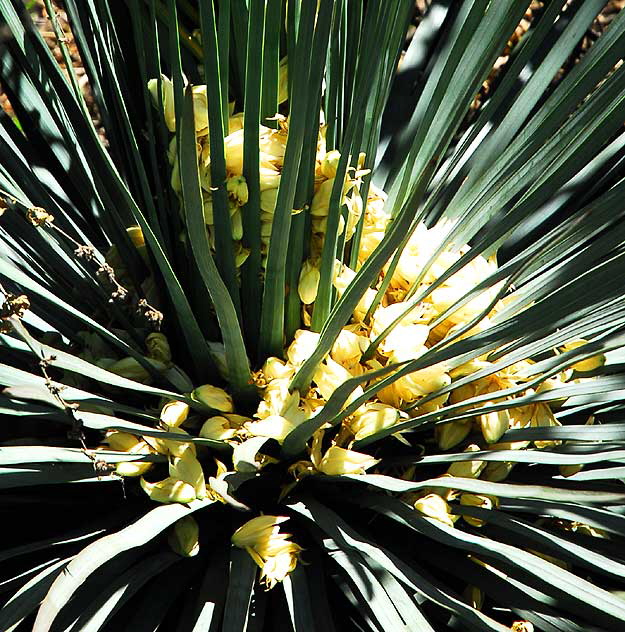 Yucca, fallen blooms