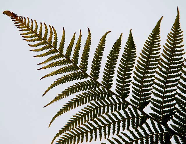 Australian Tree Fern