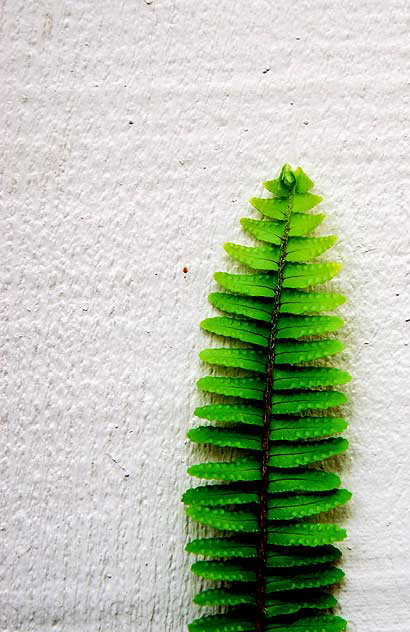 Fern Frond, White Painted Fence