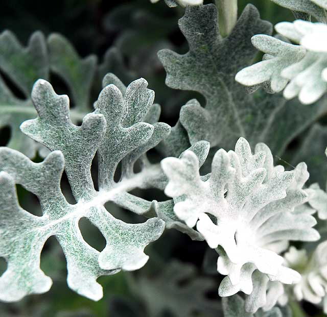 White Botanical Abstract