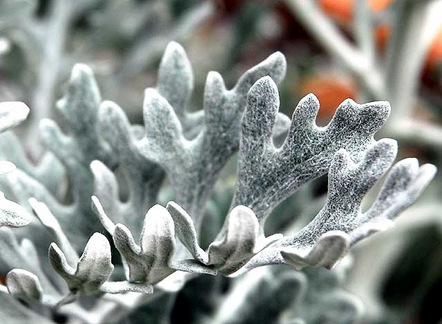 White Botanical Abstract