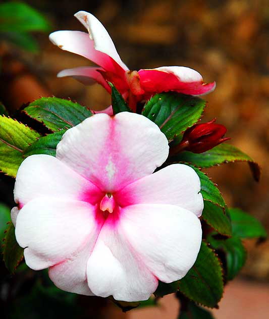 Pink Begonia 