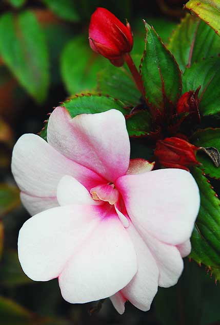 Pink Begonia 