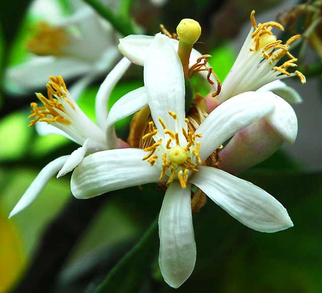 Lemon Blossom