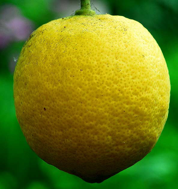 Lemon