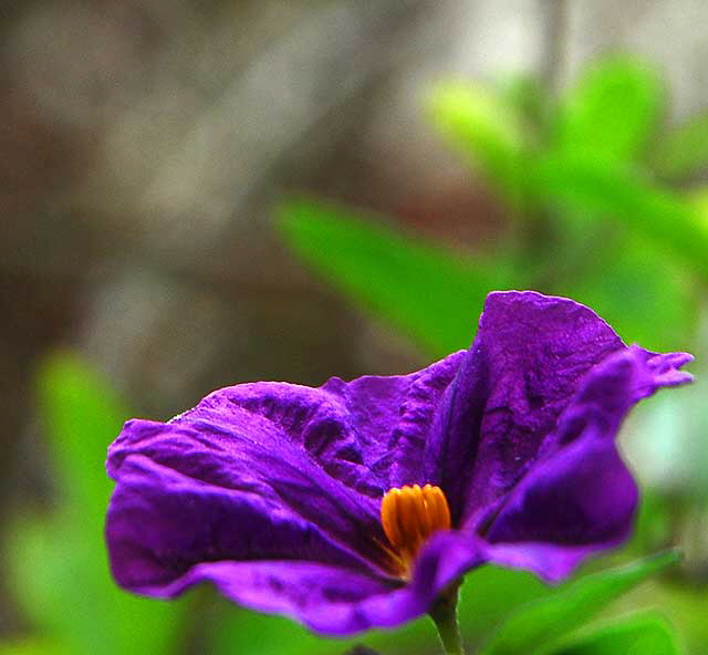 Purple Bloom, Carlsbad, California