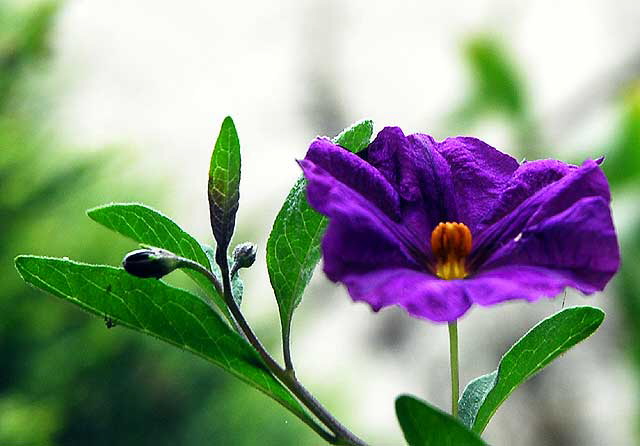 Purple Bloom, Carlsbad, California