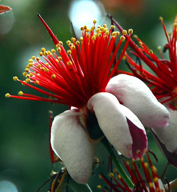 Red Bloom, Carlsbad, California