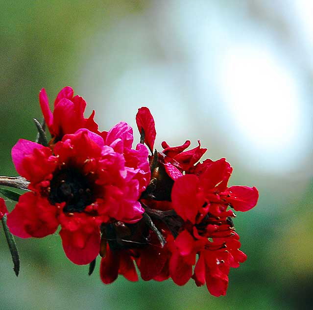 Red Bloom, Carlsbad, California