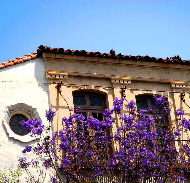 ALT: Hollywood Boulevard - Jacaranda mimosifolia