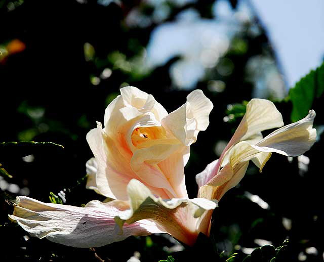 Yellow Hibiscus 