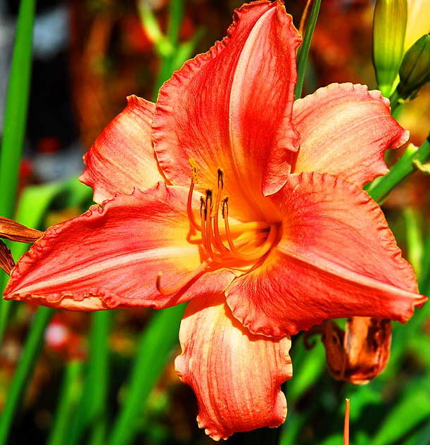 In bloom, Crossroads of the World, Sunset Boulevard, Saturday, May 16, 2009 