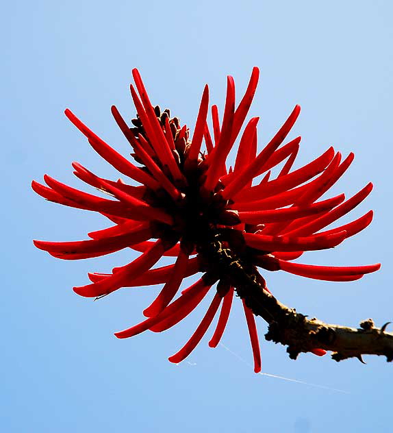 Brazilian Coral Tree - Erythrina speciosa