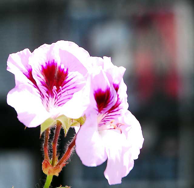 In bloom, Crossroads of the World, Sunset Boulevard, Saturday, May 16, 2009 