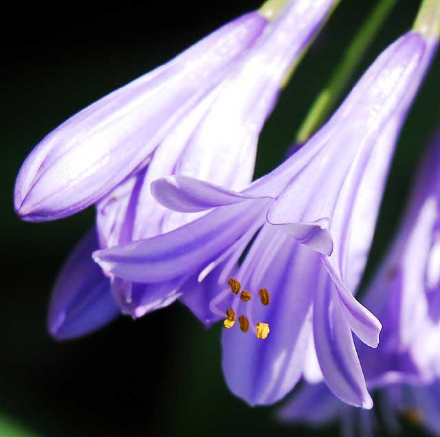Agapanthus, Lily of the Nile