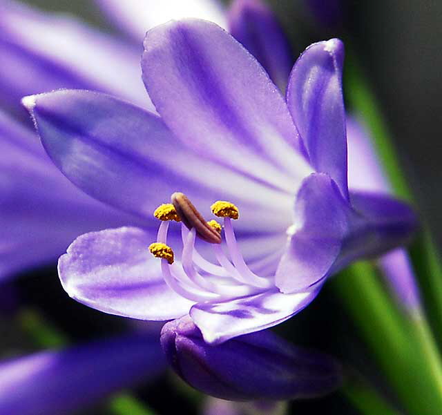 Agapanthus, Lily of the Nile