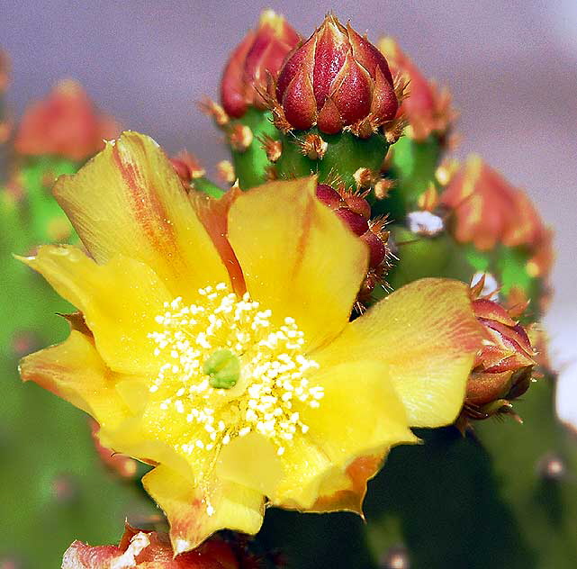 Cactus Blossom