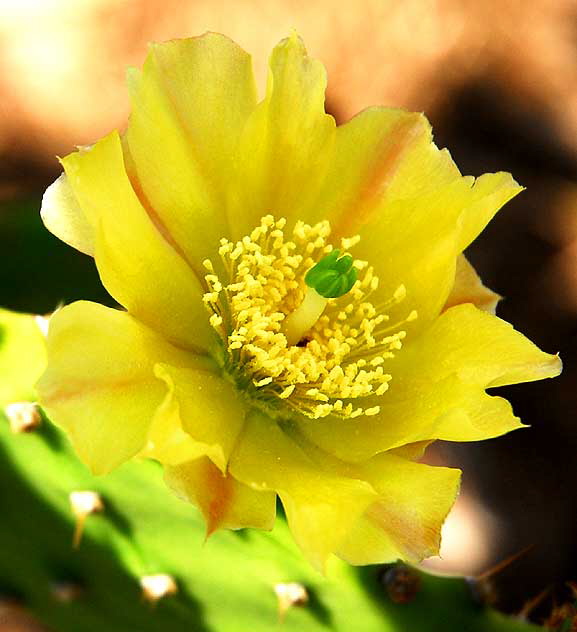 Cactus Blossom