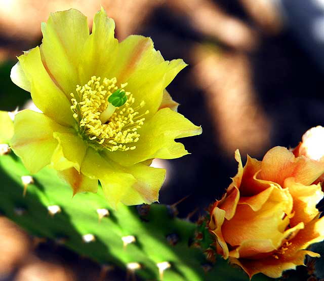 Cactus Blossom