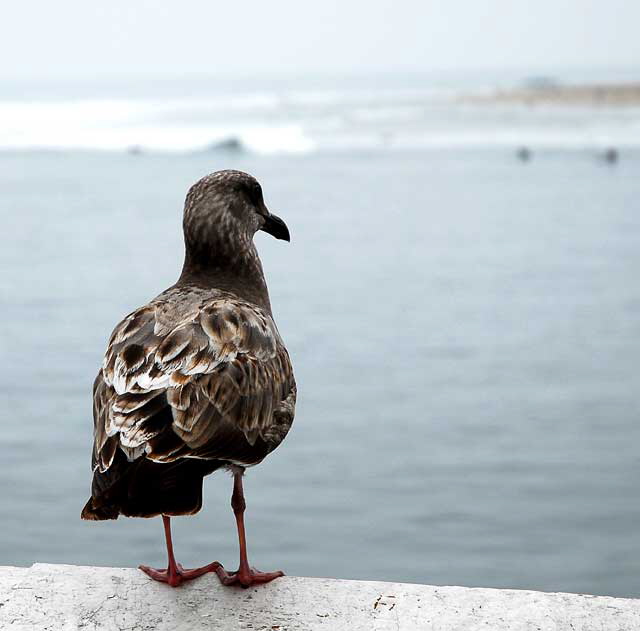 Gull, Malibu Pier